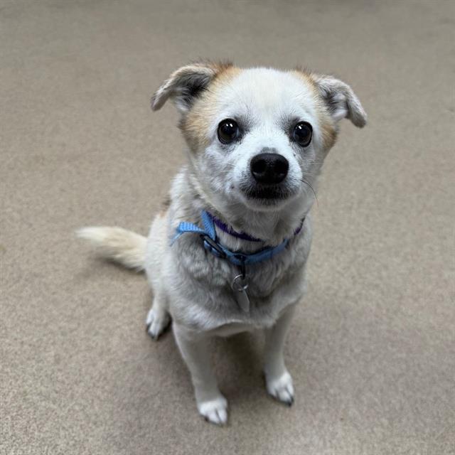 Chico