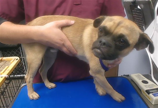 Puggy Wug
