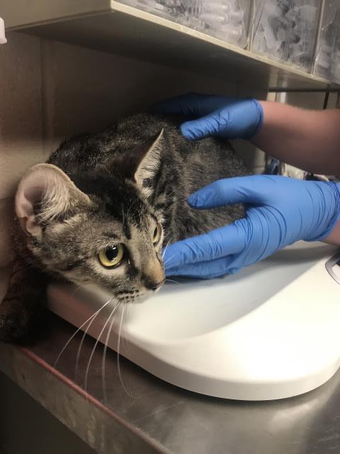 Adoptable Cat