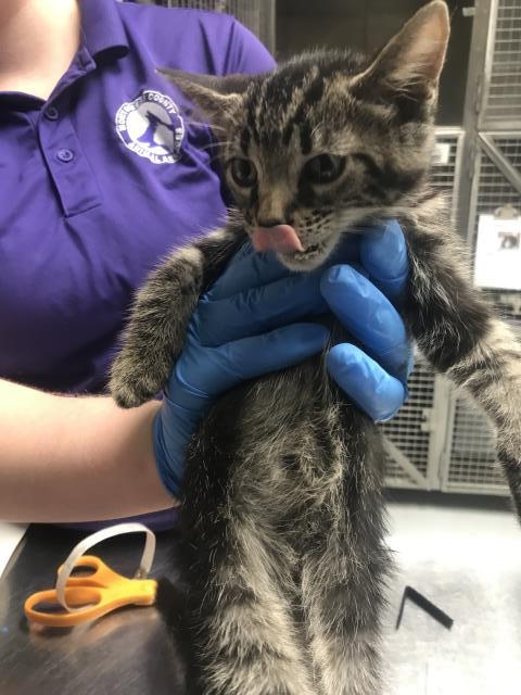 Adoptable Cat