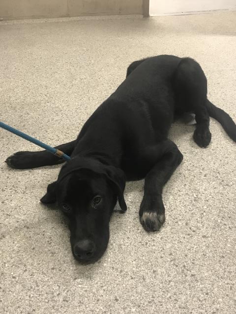 Adoptable Dog