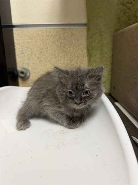 Mimi