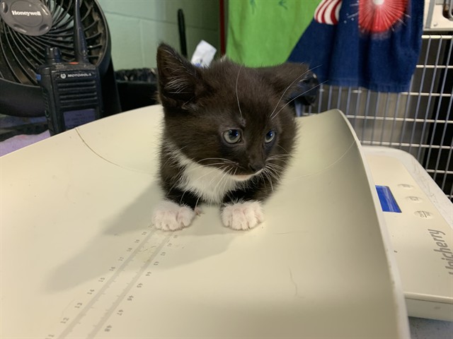 Kona