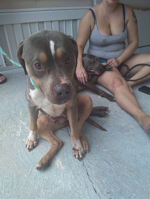Adoptable Dog