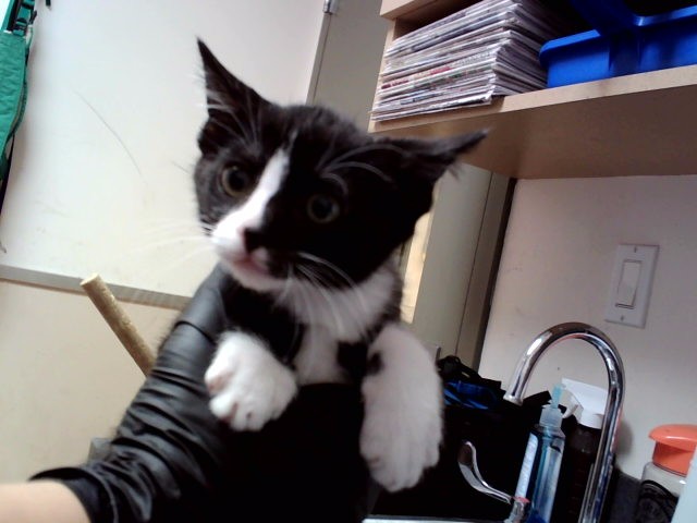 Figaro
