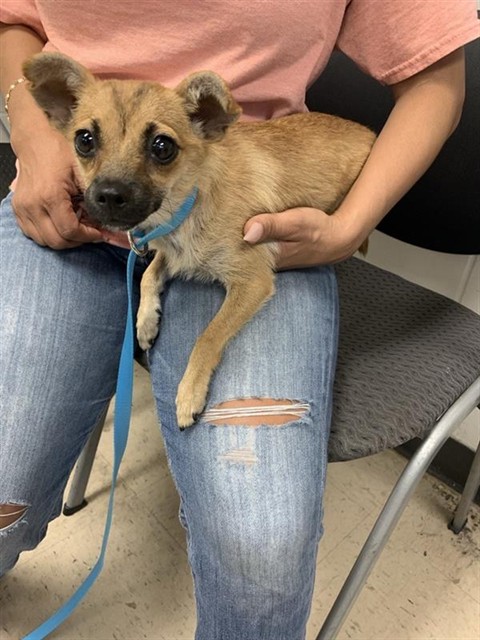 Adoptable Dog