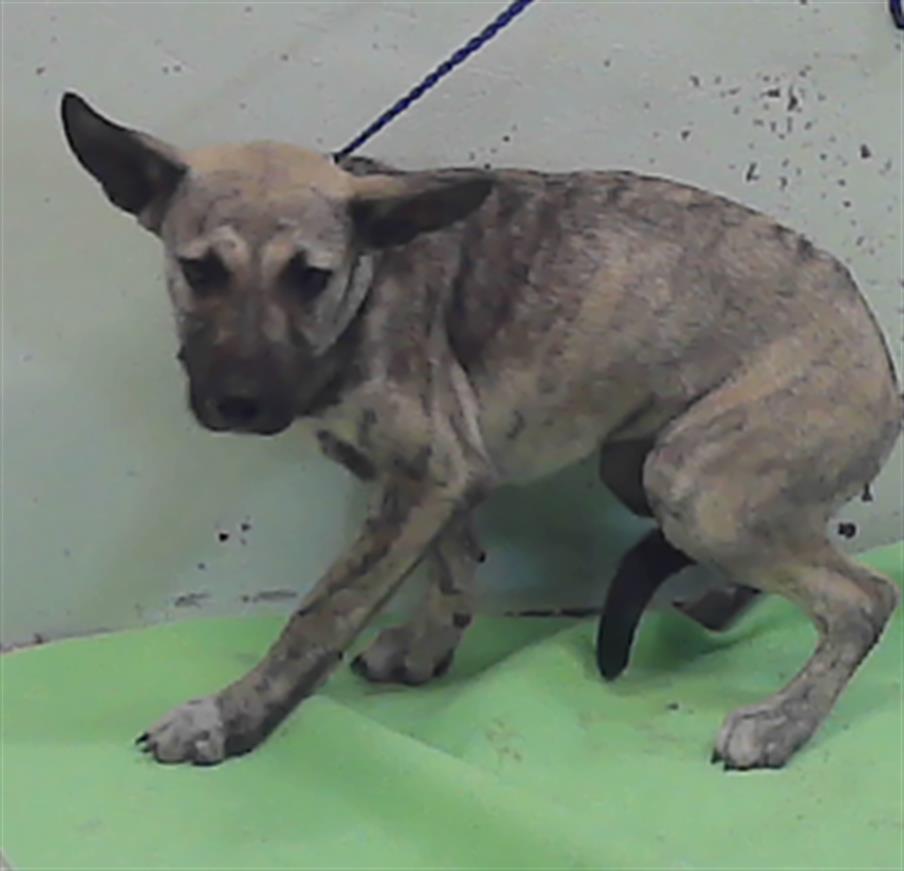 Adoptable Dog