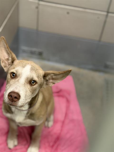 Adoptable Dog