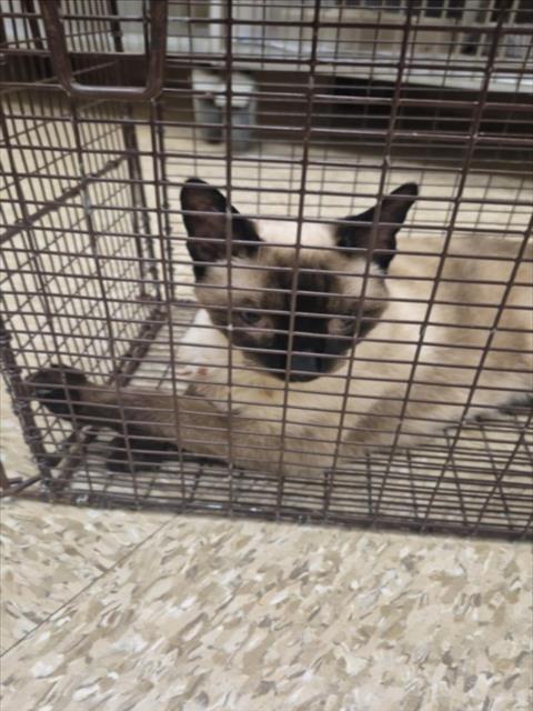 Adoptable Cat