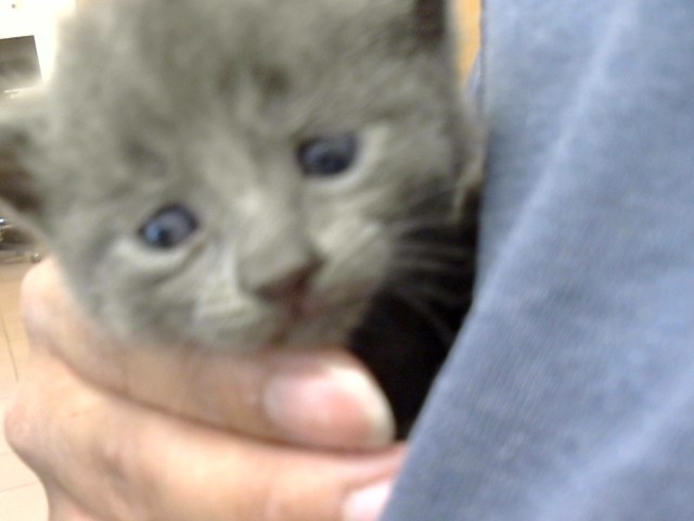 Adoptable Cat