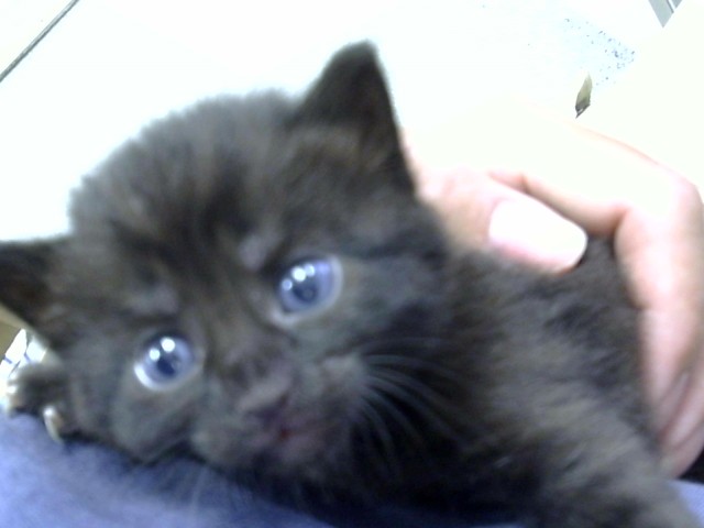 Adoptable Cat