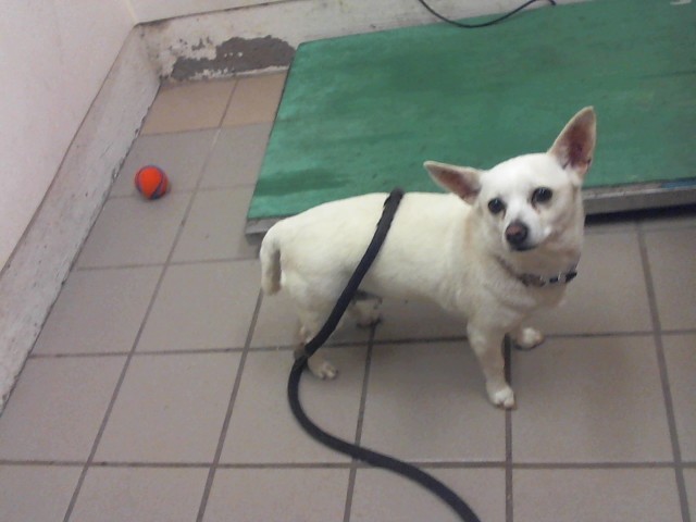 Adoptable Dog