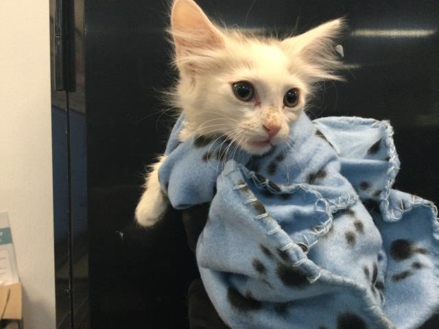 Adoptable Cat
