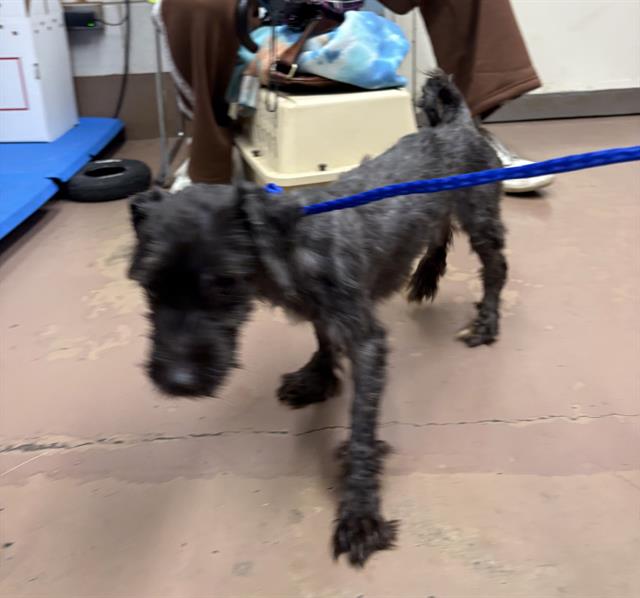 Adoptable Dog