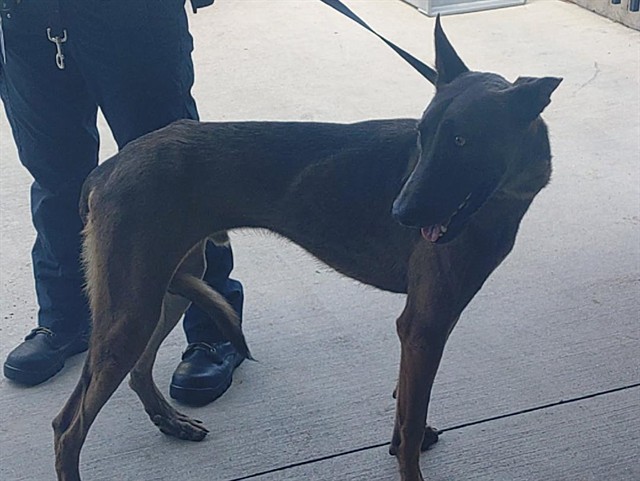 Adoptable Dog