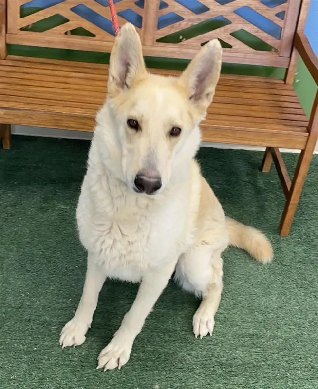 Duke