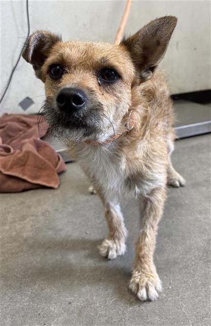 Adoptable Dog