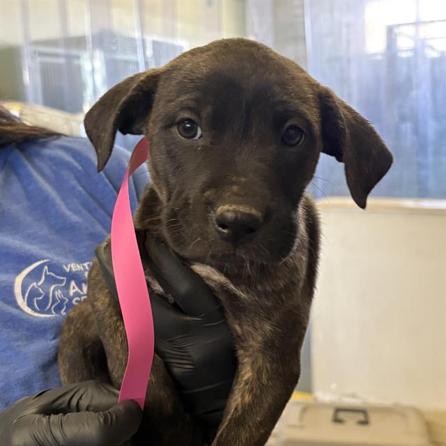 Adoptable Dog