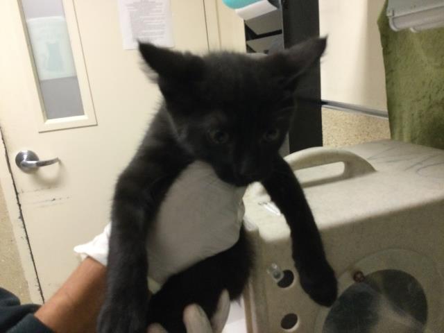 Adoptable Cat