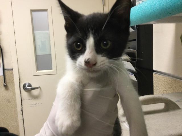 Adoptable Cat