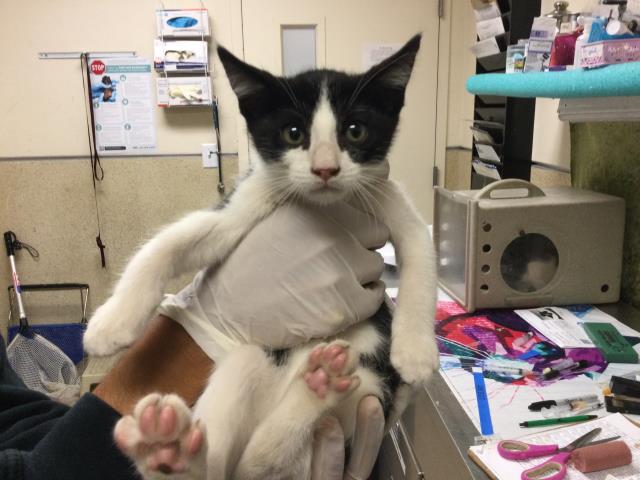 Adoptable Cat