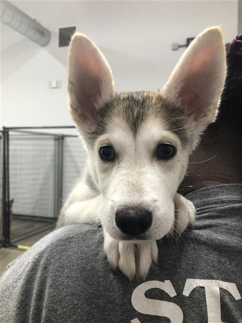 Piper