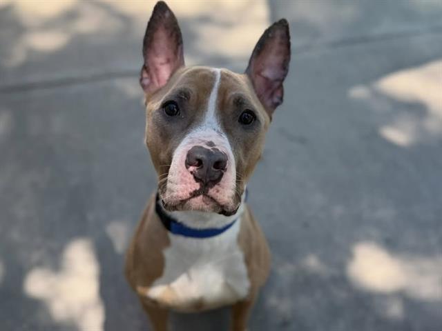 Axel