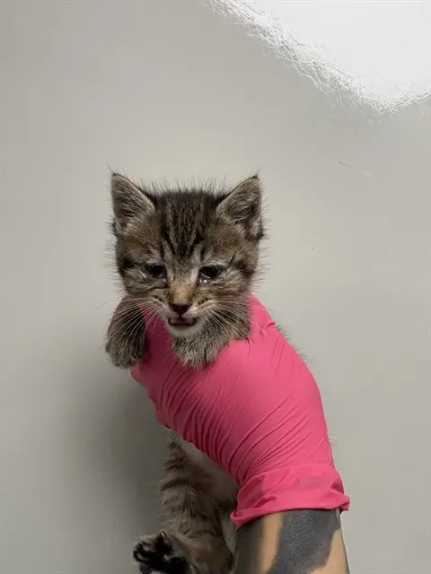 Acorn - In Foster