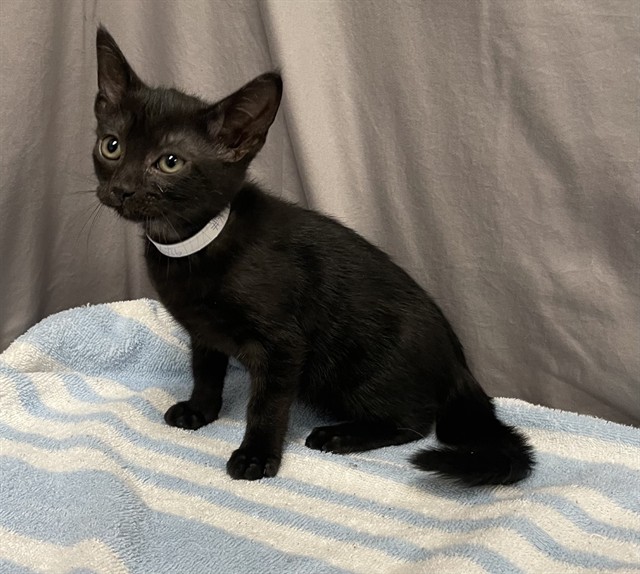Artemis