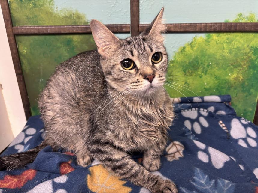 Adoptable Cat
