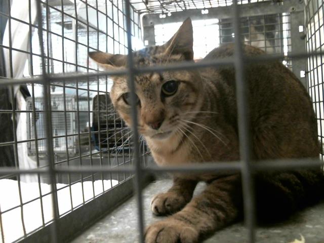 Adoptable Cat
