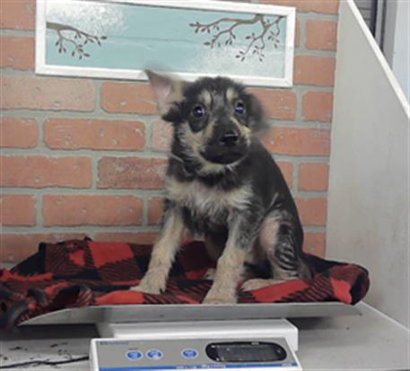 Adoptable Dog