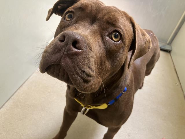 Adoptable Dog