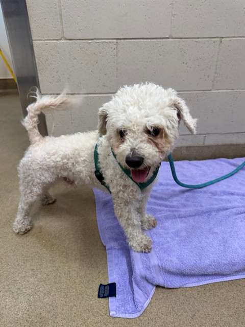 Adoptable Dog