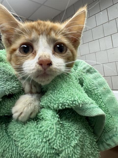 Adoptable Cat