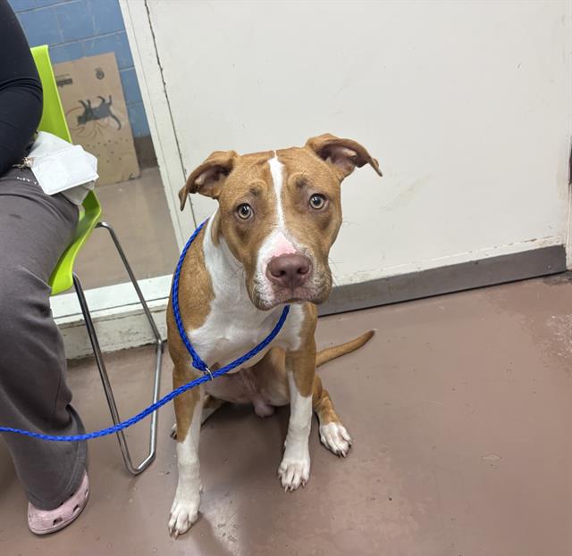 Adoptable Dog
