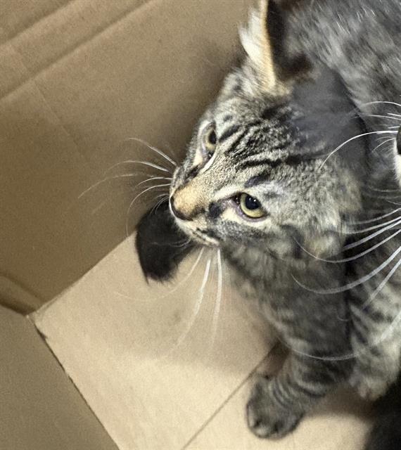 Adoptable Cat