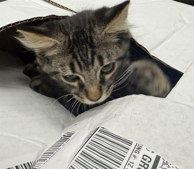 Adoptable Cat