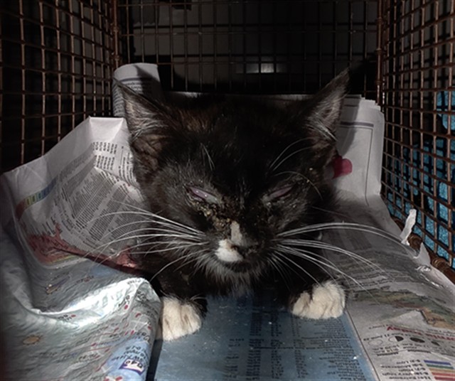 Adoptable Cat