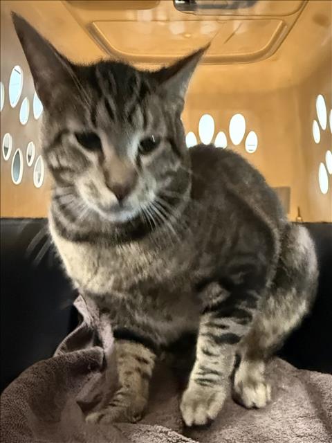 Milo