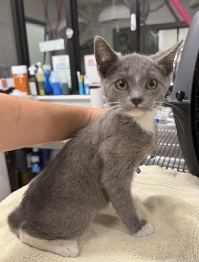 Adoptable Cat