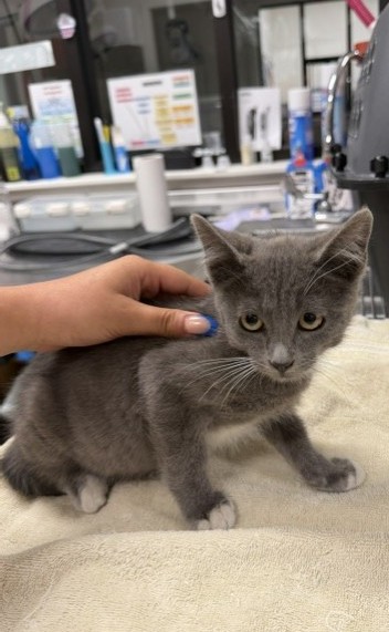 Adoptable Cat