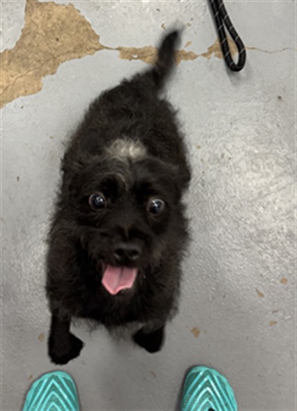 Toto
