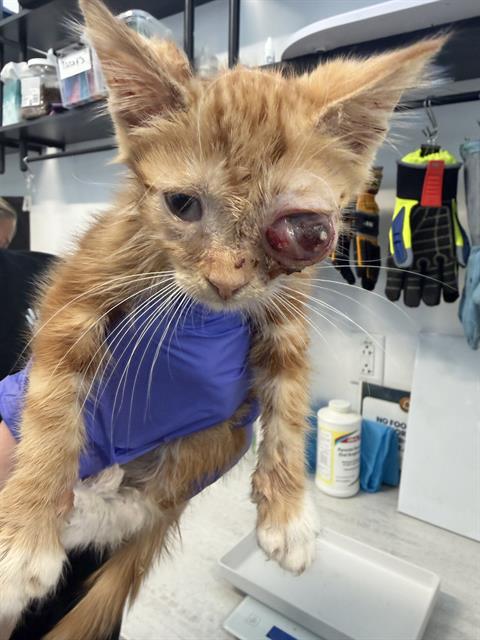 Adoptable Cat