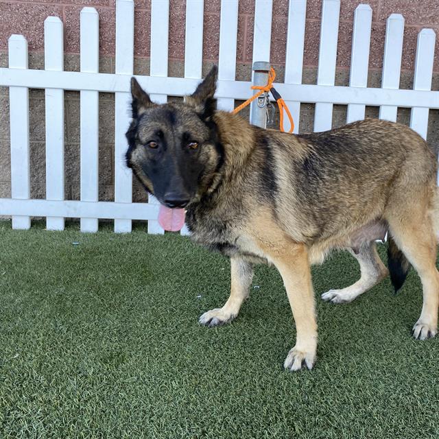 Adoptable Dog
