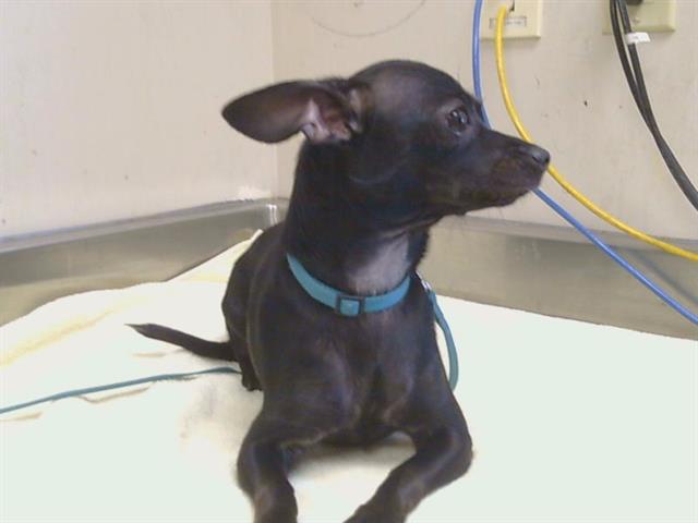 Adoptable Dog