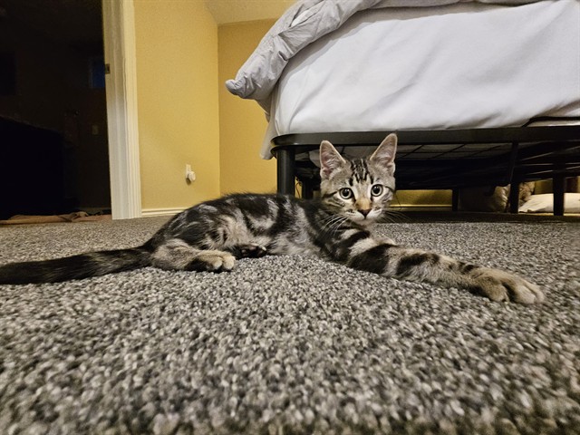 Biscuit