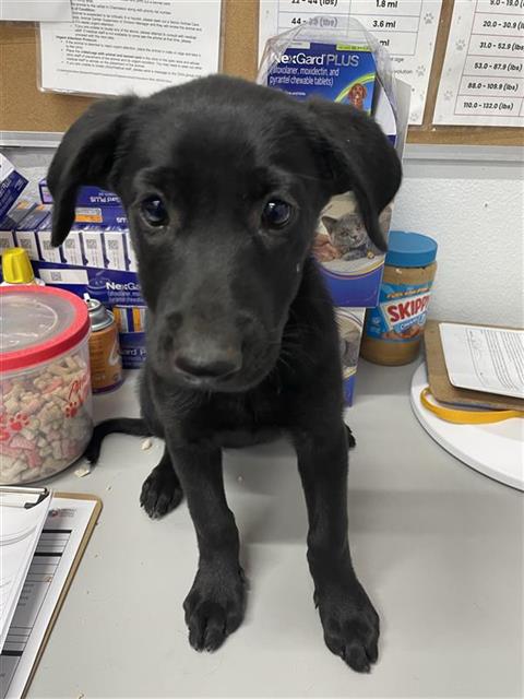 Adoptable Dog