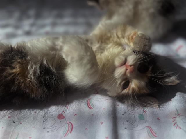 Tye