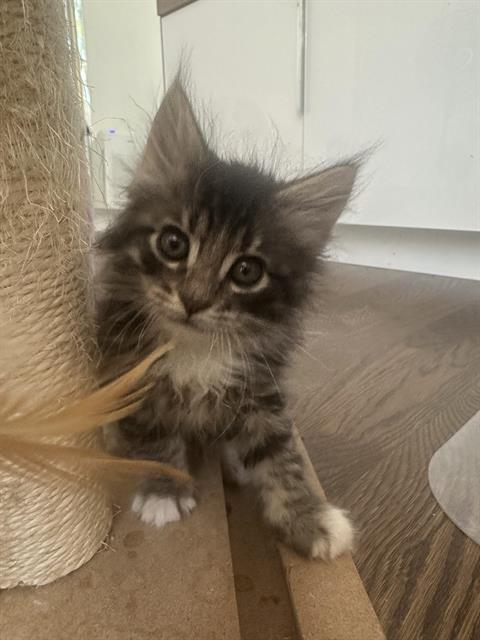 Coal